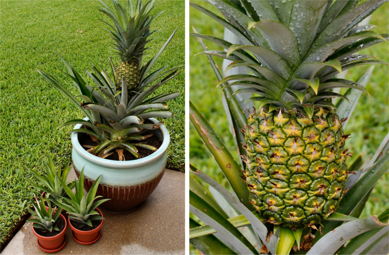 Comment faire pousser de l'ananas à la maison? Comment s'enracine l'ananas?