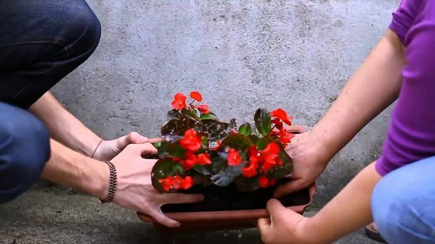 Comment planter une fleur dans un pot de fleurs? Comment tailler une fleur?