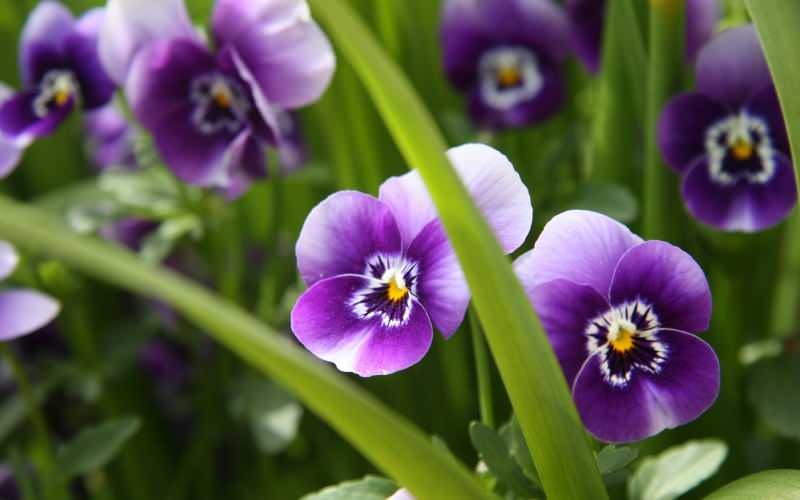 Comment prendre soin d'une fleur violette? Comment reproduire une fleur violette?