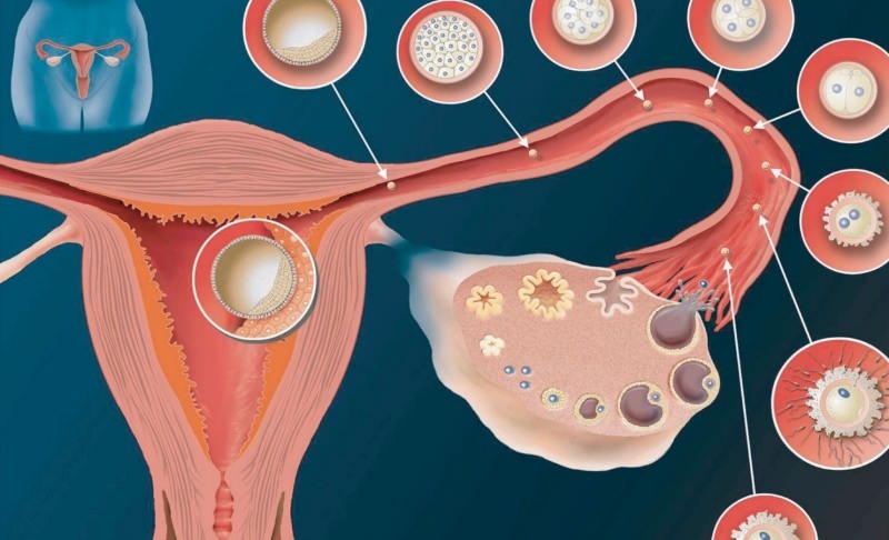 Где происходит яйцеклетки у женщины. Яйцеклетка женщины. Яйцеклетка созревает в. Процесс овуляции.