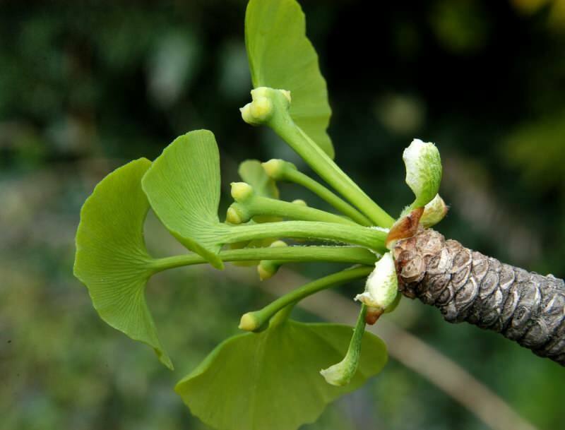 Quels sont les avantages de l'herbe de ginkgo biloba? Comment le thé Gingo biloba est-il fabriqué?