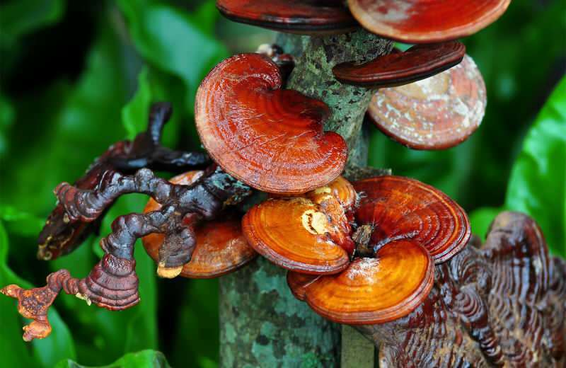 Qu'est-ce que le champignon Reishi? Quels sont les avantages du champignon Reishi pour la peau et les cheveux?