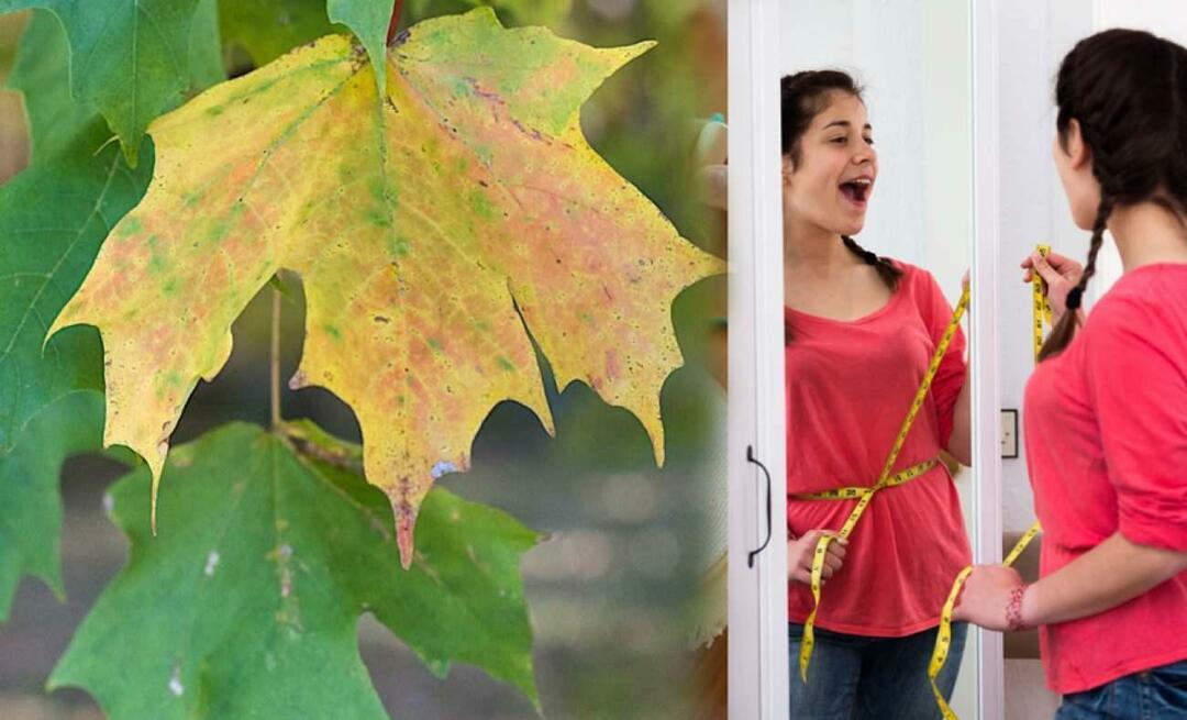 La feuille de platane fait-elle maigrir? La feuille de platane soulage-t-elle l'œdème? Combien de jours faut-il consommer les feuilles d’avion ?