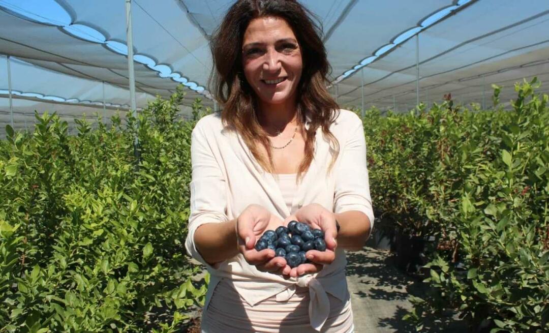 Il est devenu le troisième agriculteur de Turquie en cultivant des myrtilles !